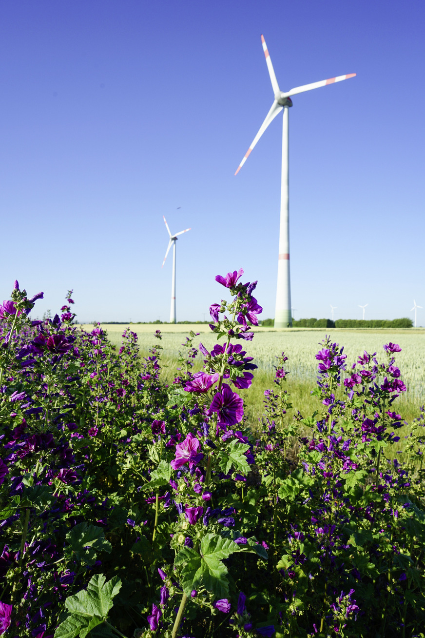 Konflikte gibt es fast immer vor dem Bau eines Windparks.