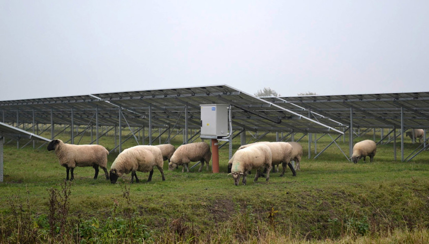 Schäfer haben bereits Interesse bekundet, ihre Tiere in dem Solarpark weiden zu lassen.