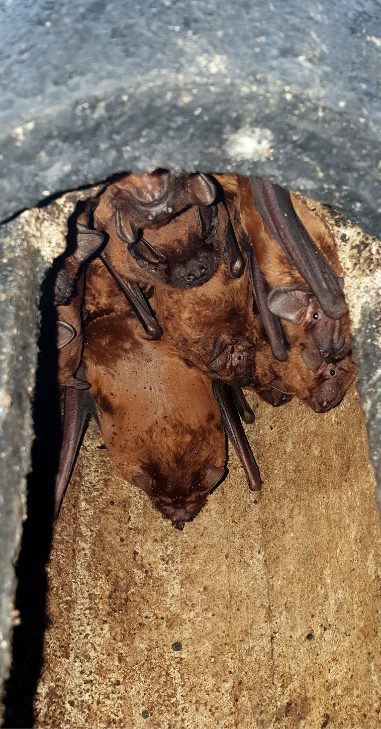 Fledermäuse in alten Gebäuden verursachen einen ­hohen Aufwand bei der Umsetzung von Solarparks. ­Solche Herausforderungen lassen sich bewältigen, kosten aber Geld.