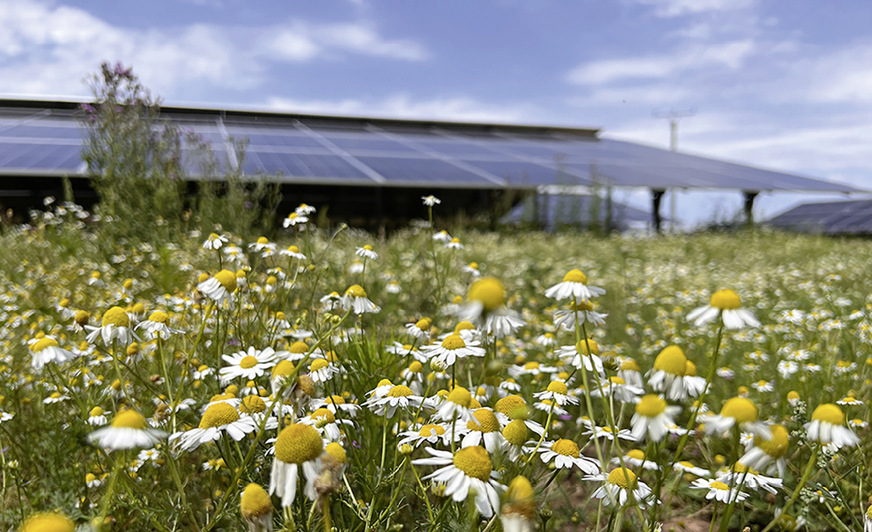 Die Biodiversität spielt bei der Planung eine immer größere Rolle. WI Energy hat sogar ein regelrechtes Renaturierungsprogramm für seine Solarparks gestartet.
