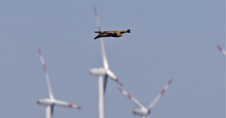 Rotmilan im Windpark