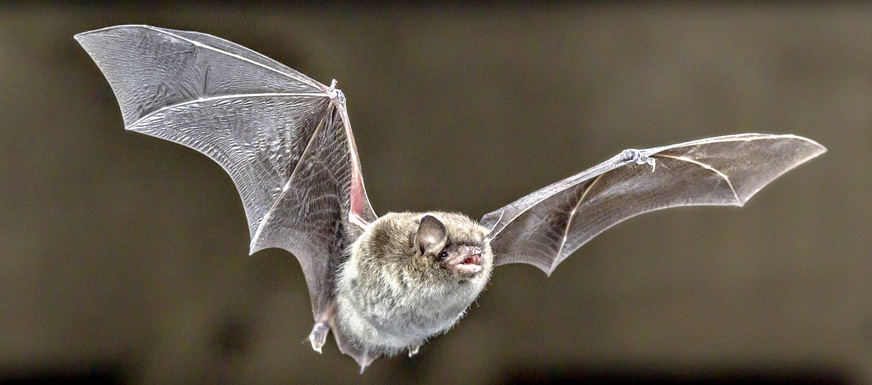 Bei neuen Anlagen kann auf das Fledermausmonitoring von benachbarten Anlagen zurückgegriffen werden.