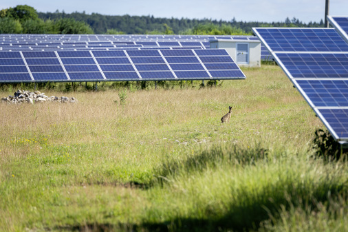 Der Solarpark ist auch Rückzugsraum für kleine Säugetiere. Links der Steinhaufen kann Eidechsen ein neues Zuhause bieten – auch eine Maßnahme für mehr Artenvielfalt im Solarpark.
