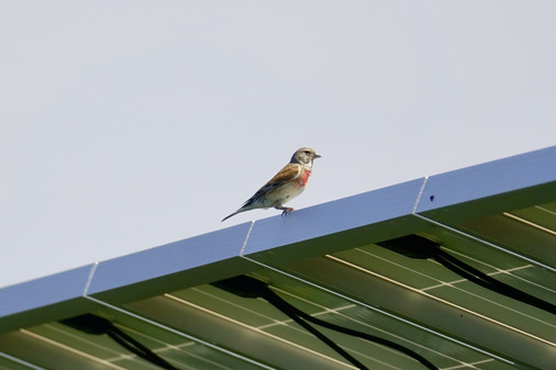 Der Bluthänfling steht seit 2016 auf der Roten Liste als gefährdete Art. In Solarparks finden solche Vögel wieder einen Lebensraum. Die Auflagen für die Planer und Betreiber können entsprechend hoch sein. - © Foto: BayWa r.e.
