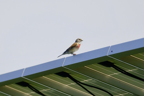 Der Bluthänfling steht seit 2016 auf der Roten Liste als gefährdete Art. In Solarparks finden solche Vögel wieder einen Lebensraum. Die Auflagen für die Planer und Betreiber können entsprechend hoch sein.