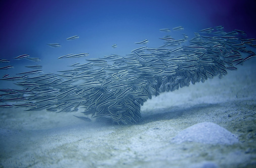 Schwarmverhalten: Wie lässt es sich künftig bei den Erneuerbaren steuern? - © Foto: Harald Schottner  / pixelio.de
