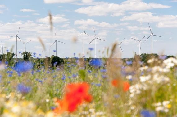 Windpark hinter Blumen | Mehr davon: Institutionelle Investoren wie die Allianz AG wollen weiter Geld in Windenergie investieren. - © Foto: Allianz AG