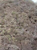 Rasenfläche auf Windkraft-Fundament mit Mäuselöchern.