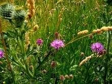 Mehr Pflanzenvielfalt | Die Bioenergie kann auch ohne Energiepflanzen auskommen. Aber dafür braucht es noch weitere Anstrengungen.