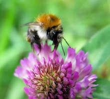 Biologische Vielfalt... | ...taugt auch für den Fermenter.