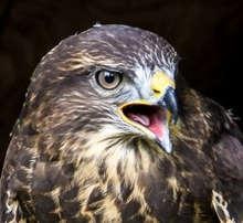 Der Mäusebussard könnter der Windkraft künftig Probleme bereiten.