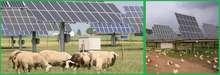Tiere und Solaranlagen ergänzen sich zum ökologischen Gesamtbild. - © Schmagold Tiere und Solaranlagen ergänzen sich zum ökologischen Gesamtbild. - © Schmagold