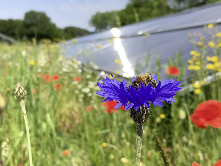 Solarthermie-Anlagen fürs Fernwärmenetz nehmen in Deutschland zu. - © Foto: Solites
