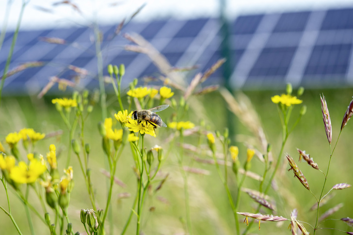 Auf den Blühwiesen unter und zwischen den Modulen der Solarparks finden Bienen nicht nur Ruhe, sondern auch Nektar. Denn die Wiesen sind komplett pestizidfrei. - © Foto: Jan Roeder/BayWa r.e.
