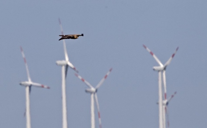 Schreiadler vor einem Windpark - © T.Krumenacker - NABU
