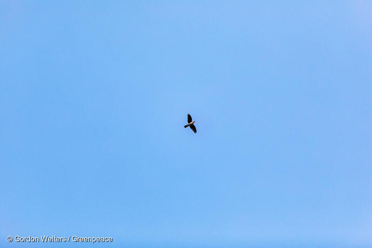 Ein Vogel am klaren blauen Himmel. Der Virus hat eine weltweite Pandemie ausgelöst. Was trägt wirklich zur Verbesserung der Situation in der Vogelwelt bei? 