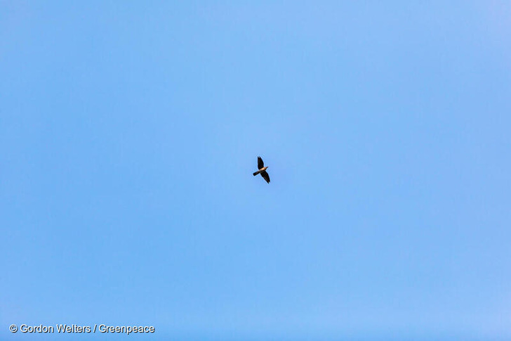 Ein Vogel am klaren blauen Himmel. Der Virus hat eine weltweite Pandemie ausgelöst. Was trägt wirklich zur Verbesserung der Situation in der Vogelwelt bei?  - © Gordon Welters / Greenpeace
