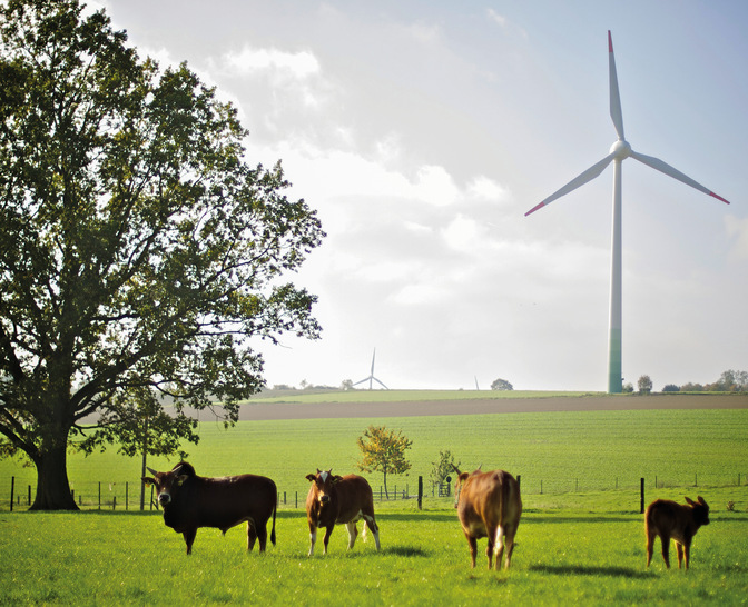 Schöne Landschaft mit Kühen und Windpark. Oder?