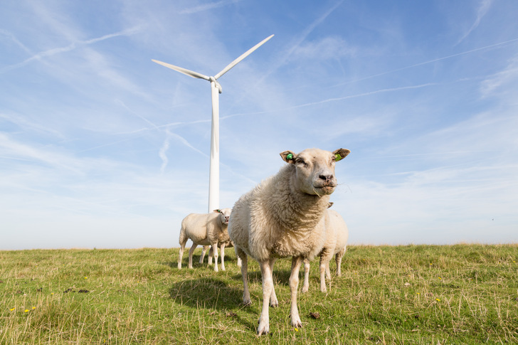 Windkraft  gehört zu Schleswig-Holstein wie die Schafe auf dem Deich, aber sie ist nicht nur dort elementar für die Energiewende.  - © Kruwt - stock.adobe.com
