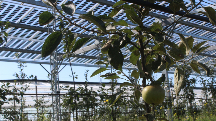 Die Planer haben halbtransparente Module eingesetzt. Auf diese Weise bekommen die Apfelpflanzen genügend Licht. - © Fraunhofer ISE
