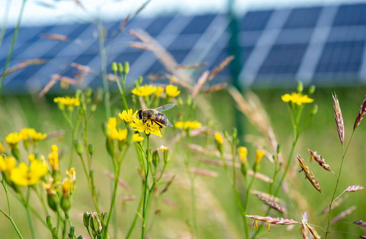 Der BSW-Solar blickt optimistisch in die Zukunft. - © Foto: Jan Roeder/Baywa r.e.
