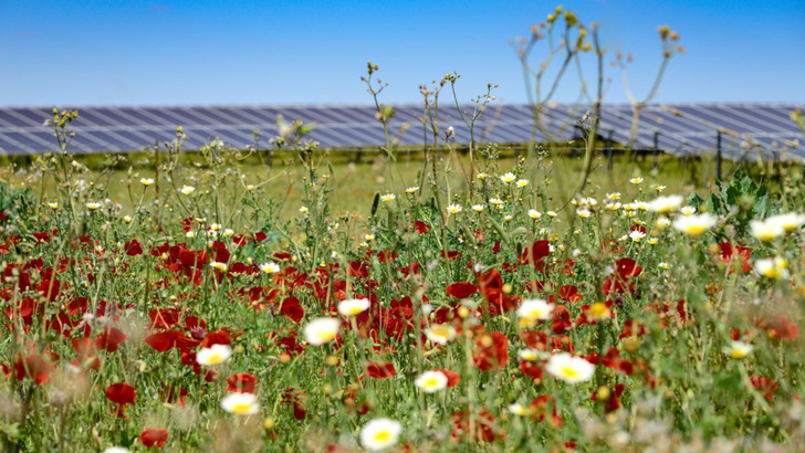 Beim Bau und Betrieb der beiden neuen Solarparks achtet Baywa r.e. auf Biodiversität.