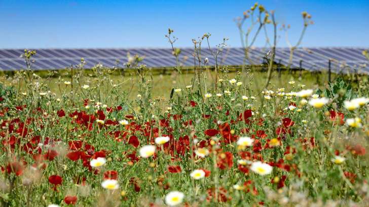 Beim Bau und Betrieb der beiden neuen Solarparks achtet Baywa r.e. auf Biodiversität. - © BayWa r.e.
