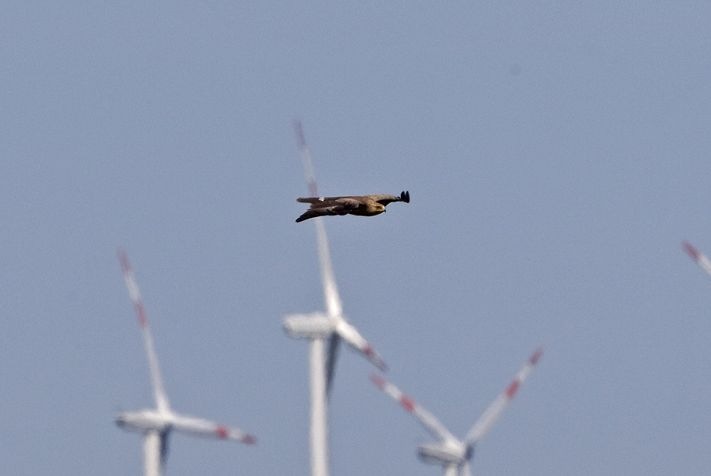 Rotmilan im Windpark