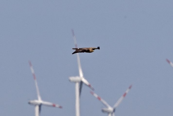 Rotmilan im Windpark - © Nabu
