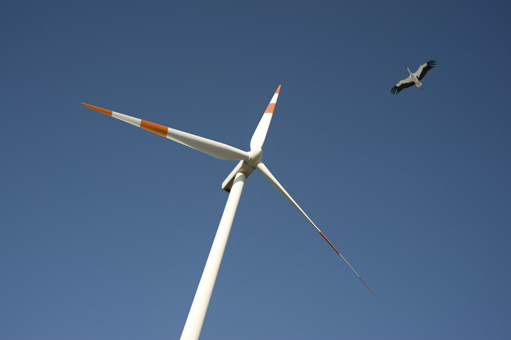 Soll auf die neue Bundesliste für durch Windnergie gefährdete Vogelarten: der Schwarzstorch. - © LEE NRW
