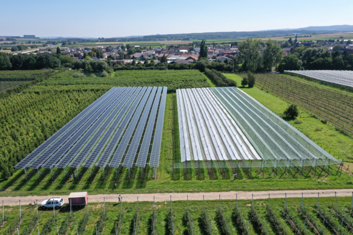 Diese Solaranlage überdacht einen Teil einer Apfelplantage in Rheinland-Pfalz. Zum Vergleich wurden die anderen Teile weiterhin mit Foliendächern überspannt.