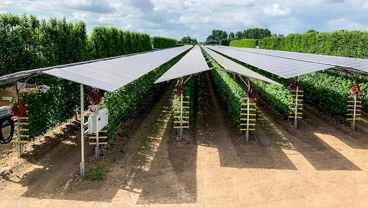 Echte Doppelnutzung: Diese Himbeerpflanzen standen früher unter Folientunneln. Jetzt übernehmen Solarmodule den Sonnenschutz und erzeugen gleichzeitig sauberen Strom. - © Baywa r.e.
