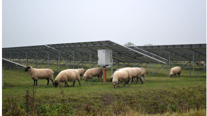 In NRW sind in Zukunft auch Solaranlagen auf Grünlandflächen erlaubt - sogar ohne doppelte Nutzung. - © Velka Botička
