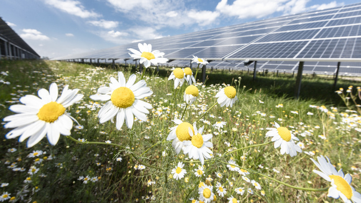 Der Solarpark Weesow-Willmersdorf in Brandenburg wurde komplett ohne Förderung gebaut. - © Paul Langrock
