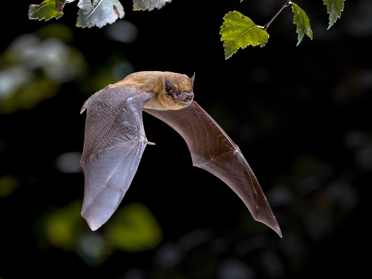 Flying Pipistrelle bat (Pipistrellus pipistrellus) action shot of hunting animal in natural forest background. This species is know for roosting and living in urban areas in Europe and Asia. - © creativenature.nl - stock.adobe.com
