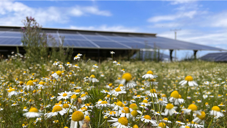 Die Blühwiesen in den Solarparks sind die Grundlage, dass sich Insekten auf den ehemaligen Brachflächen wieder ansiedeln.