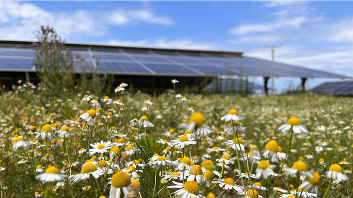 Die Blühwiesen in den Solarparks sind die Grundlage, dass sich Insekten auf den ehemaligen Brachflächen wieder ansiedeln. - © WI Energy
