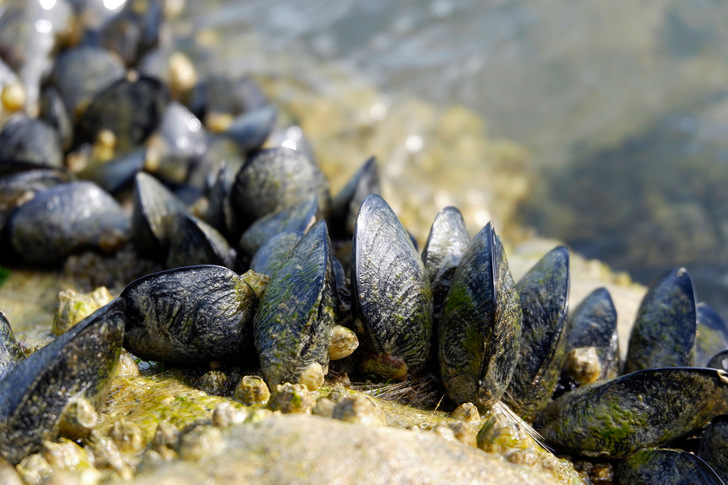 Miesmuscheln an einem Riff. Offshore-Windparks werden oft von allein als künstliche Riffe von Muscheln besiedelt. 