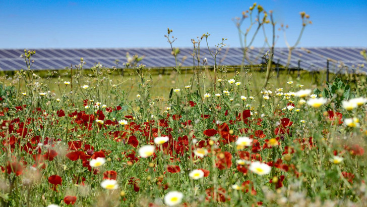 Die Biodiversität steht bei den Planer in der Regel schon im Lastenheft. Der neue Leitfaden bietet für die Umsetzung eine Schritt-für-Schritt-Anleitung. - © Baywa r.e./Georgia Lovell (UK)
