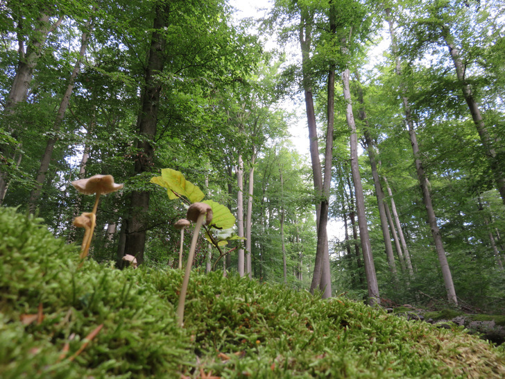 Junge Buchen im Steigerwald: Der Wald ist eine natürliche CO2-Senke, weil er Kohlenstoff bindet.