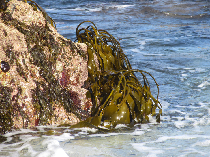 Braunalgen wachsen in gemäßigten und kalten Breiten an felsigen Küsten. - © Hagen Buck-Wiese / Max-Planck-Institut für Marine Mikrobiologie
