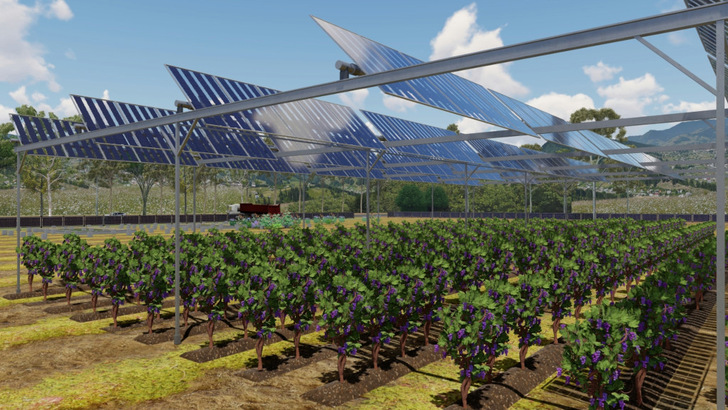Gridparity kann die Solaranlagen über den Weinreben als Festaufständerung oder als Tracker bauen.