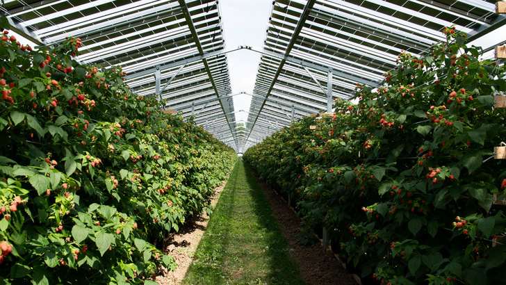 Schutz vor Wetterextremen und Ersatz der lästigen Folienüberdachung: Der niederländische Landwirt hat mit den Solarmodulen über seinen Himbeerpflanzen sehr gute Erfahrung gemacht. - © Baywa RE
