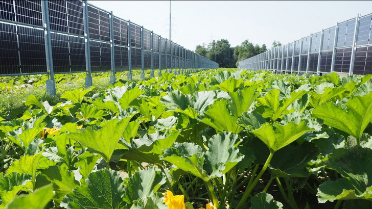 Durch die vertikale Aufständerung der Module bleibt genügend Platz für die landwirtschaftliche Nutzung.