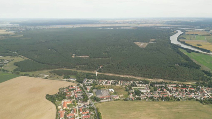 Dieser Wald soll einem Solarpark weichen. Für den SFV gibt es geeignetere Flächen für den Bau von Freiflächenanlagen, da müssen keine Wälder gerodet werden.