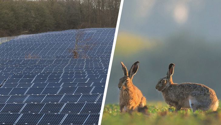 Längst haben die Planer von Solarparks die Biodiversität und die Wildtiere im Blick. Ein Jagdverband bietet entsprechende Zertifikate an. - © Sebastian Grell/Michael Breuer
