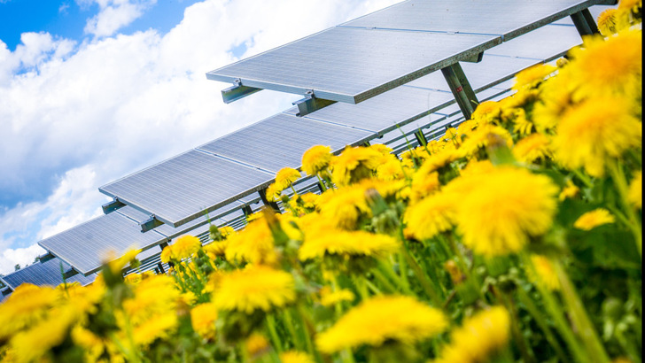 Wenn die Pflanzen zum Blühen kommen, entwickeln sich mehr Arten in der Region. - © IBC Solar
