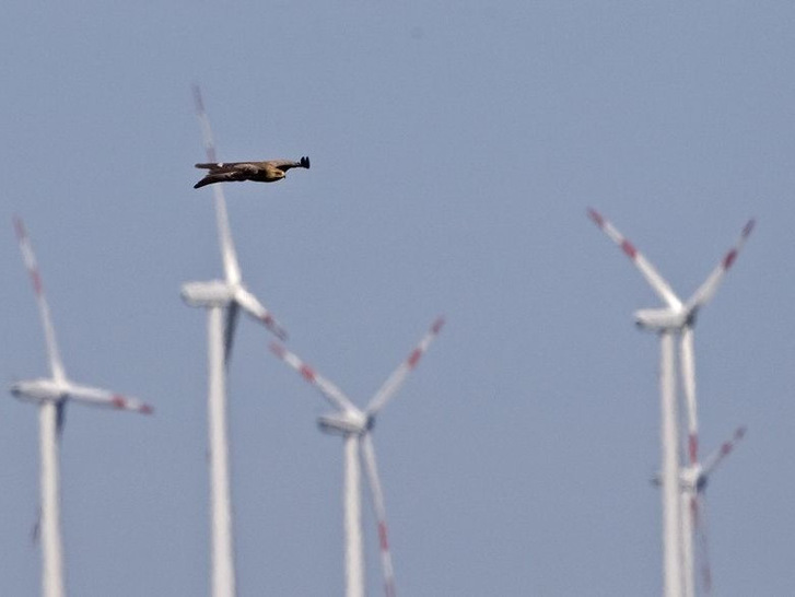 Schreiadler vor einem Windpark - © T.Krumenacker - NABU
