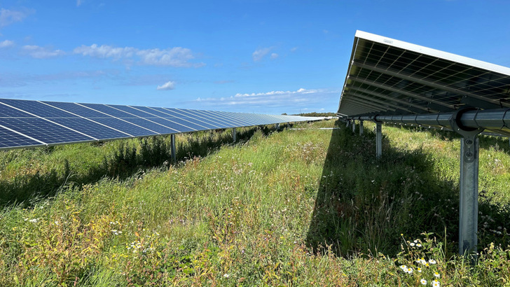 Wildblumen verbessern nicht nur die Biodiversität auf der Fläche des neuen Solarparks, sondern verstecken die Anlage auch vor den Blicken der Passanten.