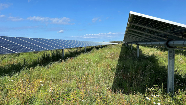 Wildblumen verbessern nicht nur die Biodiversität auf der Fläche des neuen Solarparks, sondern verstecken die Anlage auch vor den Blicken der Passanten. - © Greengo Energy/Hofor

